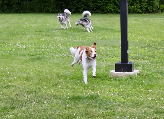 Canine Corners Dog Park - Elliot Park photo 2